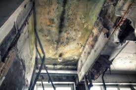 Professional Mold Removal Services in Laurium, MI